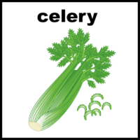 Celery