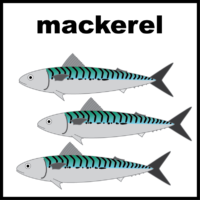 mackerel