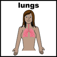 Lungs V4