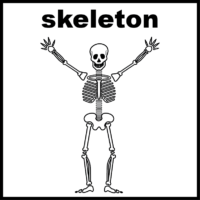 skeleton