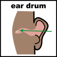 ear drum